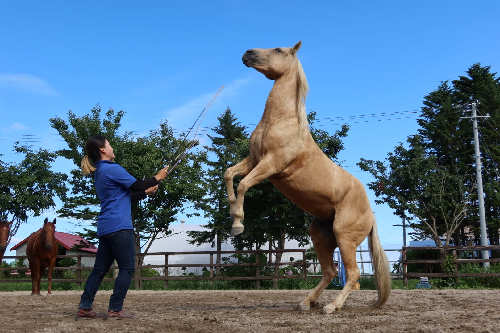 ウィッティングハム アメリカ競馬の伝説 - 《蓑虫屋》 競馬専門